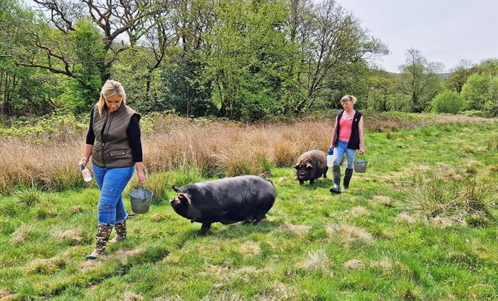 Pig walking as seen on ITVs This Morning